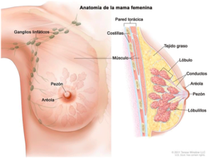 Anatomia de la mama femenina